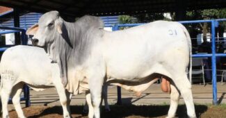 Fonte: Associação dos Criadores de Brahman do Brasil.