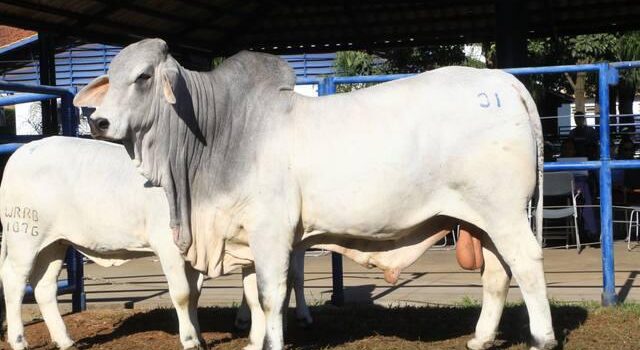 Fonte: Associação dos Criadores de Brahman do Brasil.